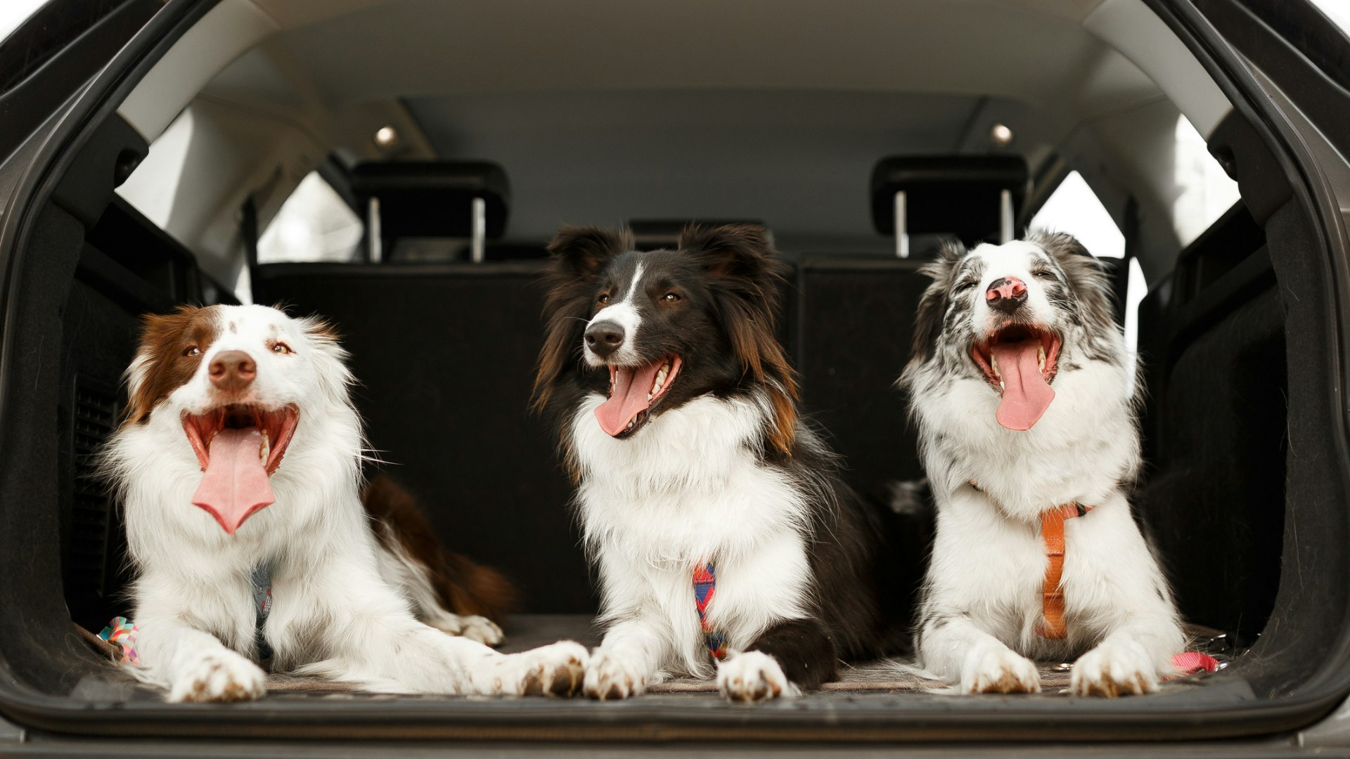Best Travel Dog Beds Mats Booster Seats